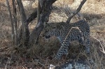 Cachorro de leopardo
leopardo cachorro