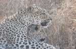 Mamá leopardo con un cachorro
leopardo sabie sand
