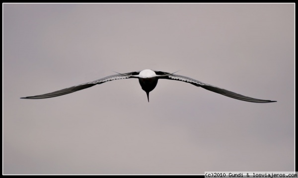 Charran Artico
El pájaro que hace la emigración más larga del mundo
