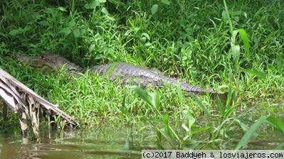 Reserva Los Guatuzos
Caimán en la Reserva Los Guatuzos
