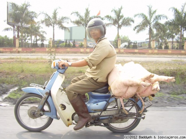 Moto con cerdos
Las motos sirven para todo en Vietnam
