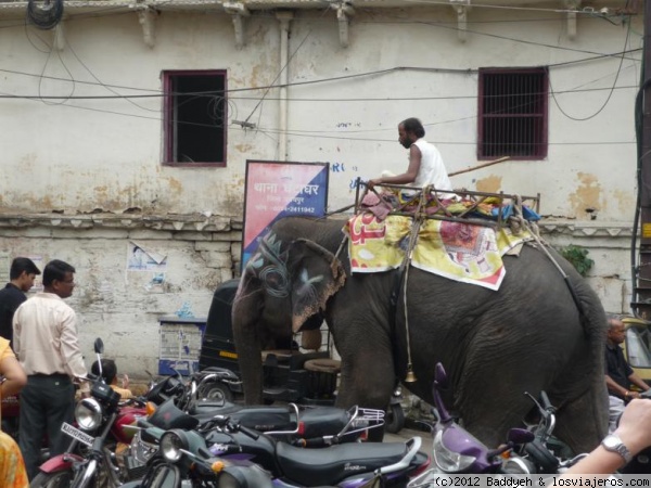 Paseando al elefante por las calles de Udaipur
Nosotros sacamos a pasear al perro, en India, ya véis...
