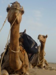 Camellos en el desierto