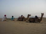 Camellos en el desierto