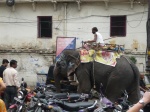 Paseando al elefante por las calles de Udaipur
Paseando, Udaipur, Nosotros, India, elefante, calles, sacamos, pasear, perro, véis