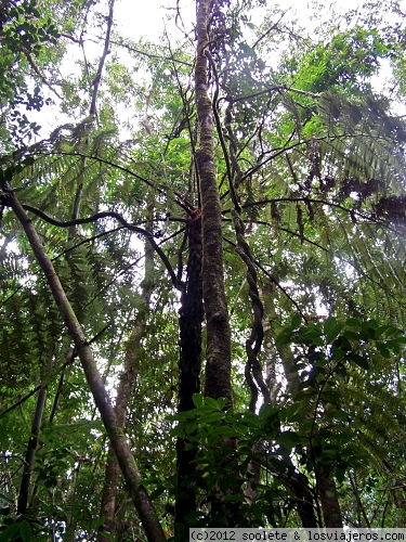 Parque Nacional de Ranomafana
está situado en el centro-sureste de Madagascar en la provincia de Fianarantsoa
