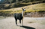 Llama peruana