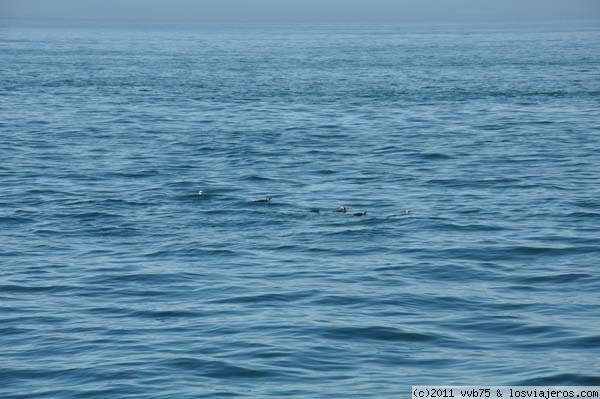 Pinguinos en el Canal de Chacao
Pinguinos vistos desde el transbordador que nos cruza a la Isla Grande de Chiloé
