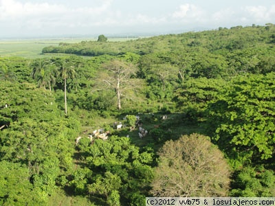 Animales asustados pro globo
Animales en campos de República Dominicana
