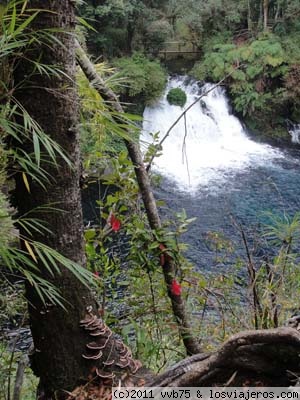 Ojos del Caburgua
Un maravilloso lugar entre el Pucón y Caburgua, donde el sonido del agua y la bellesa de su vegetación llenan de tranquilidad.
Destaca en esta foto los copihues, Flor nacional de Chile
