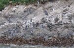 Pinguinos de Chiloé
pinguinos Chiloé Chile Bahía Puñihuil