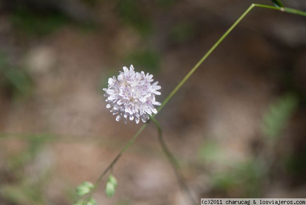 Ajo silvestre
Esta planta crece en casi todo tipo de terrenos, necesita algo de humedad.
En este caso en Las Navas del Marques
