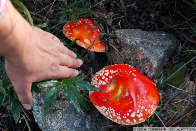 Viajar a  España: Avila - Amanita muscaria. Las Navas del Marqués, Avila. (Avila)