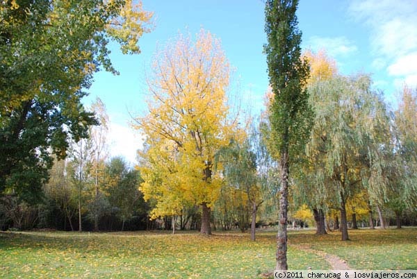 Chopera
En las márgenes del Tormes, junto al Puente Romano hay un parque precioso, compuesto por chopos, principalmente y, en otoño, se vuelve dorado todo el parque
