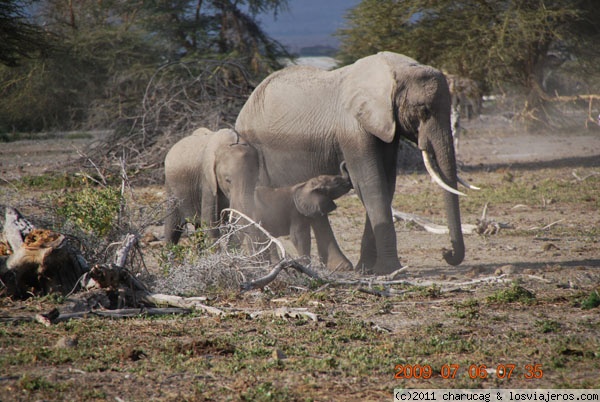 la hora del almuerzo
Aquí el chiquitín decidió que tenía hambre. Tomada en Amboseli
