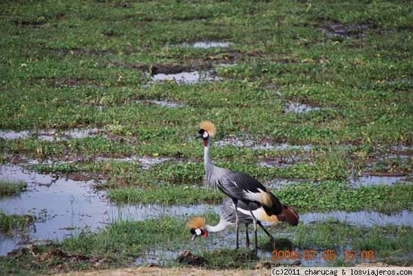 grulla coronada
El lago Amboseli era una paraiso para las aves, allí hice muchas fotos, entre otras esta pareja de grullas
