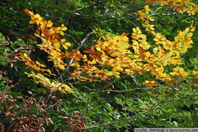 Hechizo de otoño en la Selva de Irati - Navarra