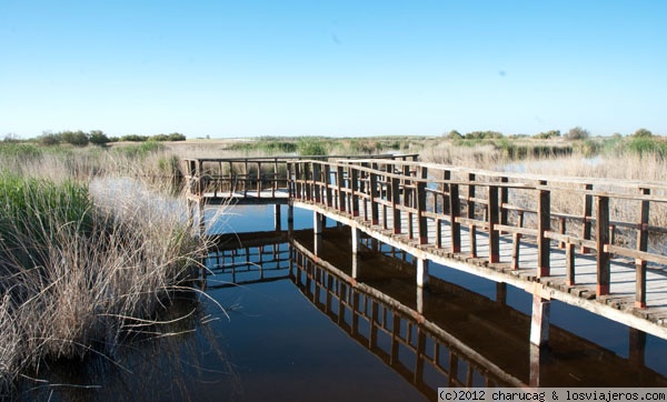 Las Tablas de Daimiel
Típica y conocida imagen de las Tablas, con el paseo de madera. Hace tan solo 3 años este paseo estaba sobre seco, no había agua debajo.
