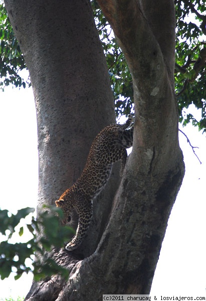 Leopardo saltando
Le pillamos justo en el momento en que decide bajar de su rama y salta de ella hacia el suelo.
