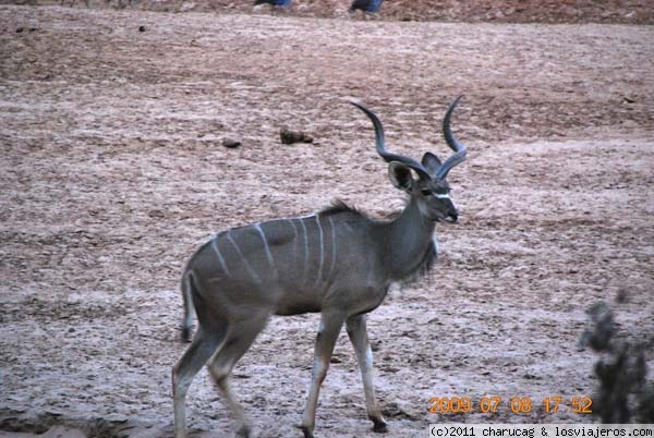 Forum of Africa del Este: Lesser Kudu