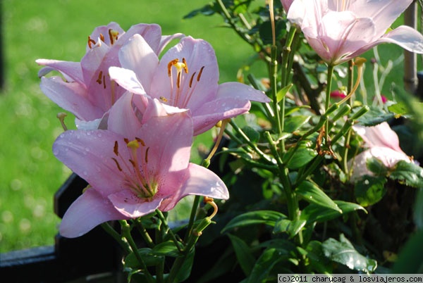 Lilium
Esta preciosa flor estaba en los jardines de Loldya House, el hotel donde nos alojamos en el Lago Naivasha. Un verdadero paraíso con unos jardines preciosos.
