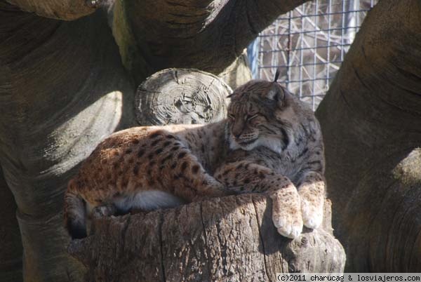 Lince
Encaramado en lo mas alto de su jaula, parecía que estaba de exposición
