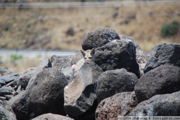 Zorro. Korazím, Israel.
Un descarado, eso es lo que era este zorrito. Daba igual que te acercaras, él se limitaba a vigilarte y no se asustaba.
