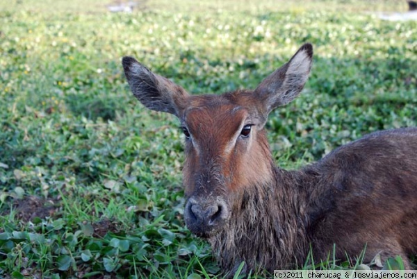 cobo de agua
Este pobre animal se quedó atrapado entre el fango en Loldia House (Lago Naivasha) y tras muchos esfuerzos, consiguieron sacarlo (el pobre no se dejaba, estaba muerto de pánico)
