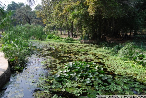 Lotos en los jardines de Lodi, Delhi.
Por algo se llaman jardines, además de antiguos edificios también se encuentran jardines hermosos como este canal lleno de lotos.
