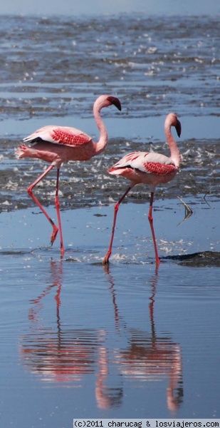 De paseo por el lago Nakuru
En el lago Nakuru, todo flamencos y pelícanos. Una gozada
