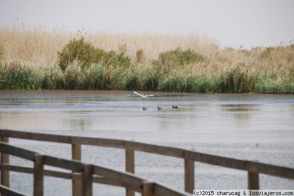 Parque Natural de Azraq, Jordania
Este humedal situado muy cerca del castillo de Azraq está en peligro de desaparecer por un exceso de explotación del acuífero. Aquí se ve a una grulla levantando el vuelo.
