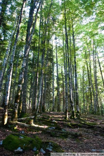 Selva de Irati. Navarra
Impresionante bosque de hayas, toda la Selva de Irati es digna de contemplarse.
