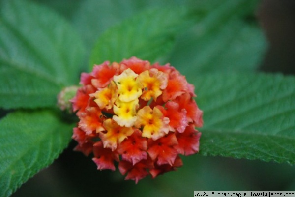 Lantana
En los jardines del Generalife
