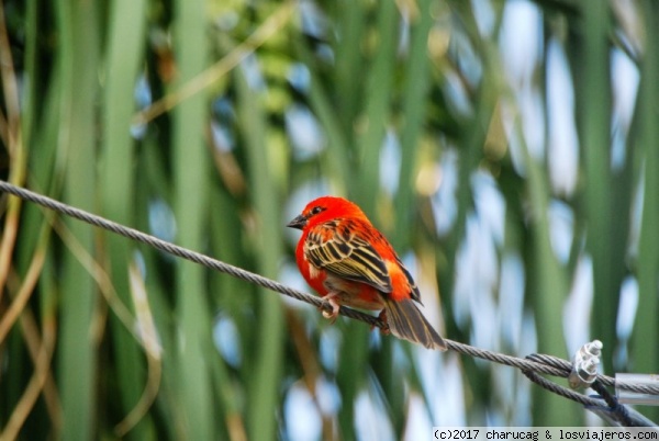 Pájaro rojo. Invernaderos de Schonbrum, Viena
Los pájaros volaban libres en este invernadero y era un verdadero juego intentar verlos y una odisea conseguir fotografiarlos pero este parece que posaba.
Pyrocephalus rubinus-churrinche
