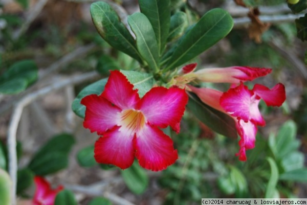 Rosa del desierto. En Guedi, Israel.
El hotel En Guedi, ofrece un hermoso jardín botánico con plantas de zonas desérticas. La llamada rosa del desierto ofrece toda una gran variedad de tonos desde el rosa claro hasta el rojo oscuro.

