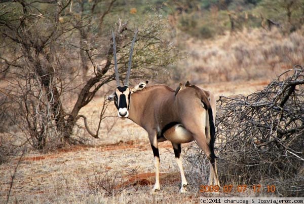 Orix
Otro antílope más. Este es típico de Samburu
