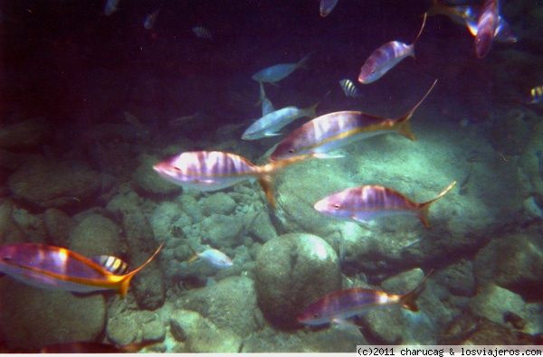 Peces en el agua
peces de colores en el fondo del mar, en la isla de Granada
