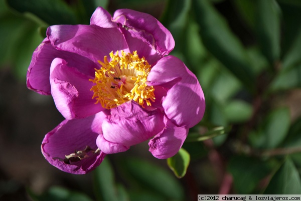 Peonia
Tambien llamado Azafrán Silvestre. 
Tomada en Las Navas del Marqués
