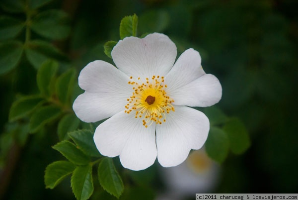 Rosa silvestre
En los campos, en los caminos, justo a las tapias, en el monte, en cualquier lugar de España podemos encontrar esta preciosa flor. No confundir con la flor de la zarza.
