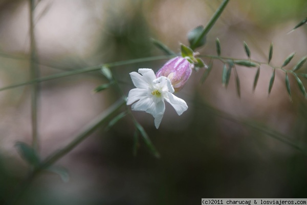 Selene
Son muchas las flores que pertenecen a esta familia, aquí una de ellas.
En el robledal de Las Navas del Marqués.
