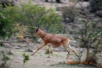 corriendo
Kenia Mara Antilope