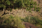 Arbol de las salchichas
salchichas arbol