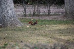 Ardilla
Aranjuez ardilla jardines