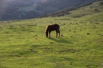 Caballo en los Pirineos
Navarra Pirineos caballo
