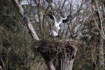 La primavera la sangre altera
España Madrid Zoo Cigüeña