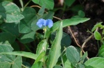 commelinna benghalensis
commelina Commelina flor flores Flor Flores silvestre Silvestre engaiteteyai Engaiteteyai