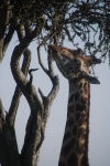 Cuello de jirafa
jirafa acacia