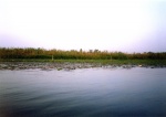 Garzas en el delta del Nilo
nilo garzas rio delta