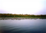 Herons in the Nile Delta