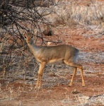 Dik Dik de Kirk